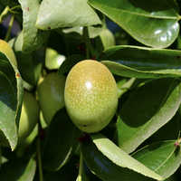 jojoba oil