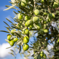 olive
