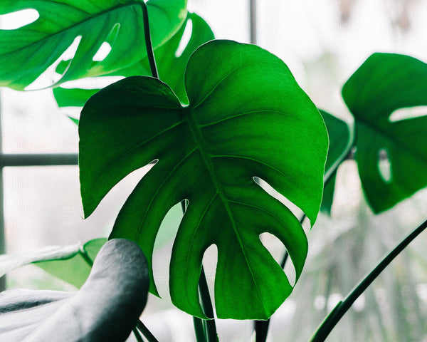 The Benefits of Indoor Plants & Why You Need to Buy One ASAP