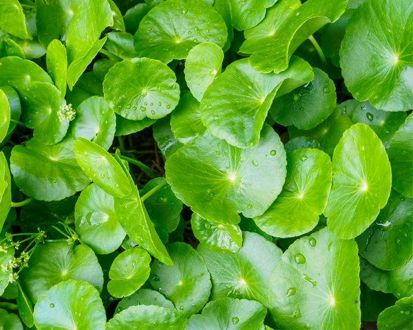 Spotlight: The Magic Behind the Centella Asiatica Ingredient