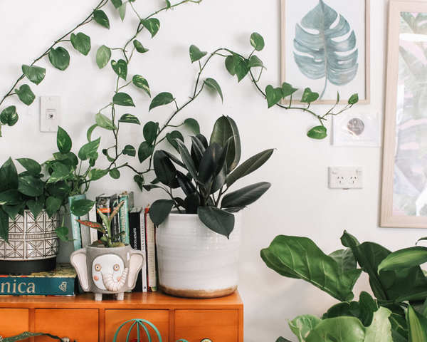 The Biophilia Trend: Why Plants are our People