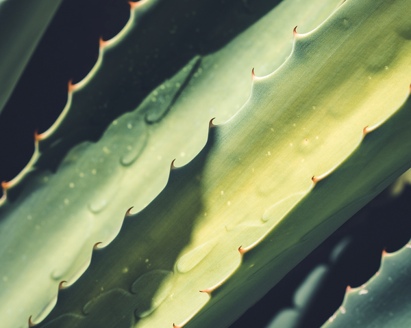 All About Aloe Vera For Skin