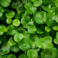 Centella-asiatica image