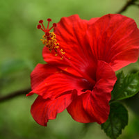 Hibiscus