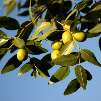 Jojoba oil - olive