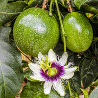 Passionfruit-Seed-Oil