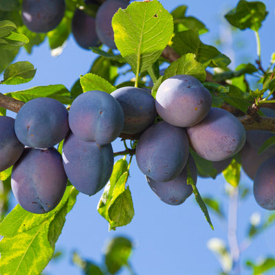 Fresh Plums