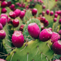 Prickly-Pear