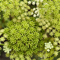 Rock-samphire