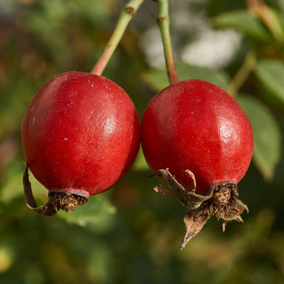 fresh Rosehip