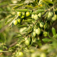 Green olives hanging on a branch