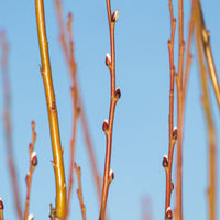 Willow-Bark